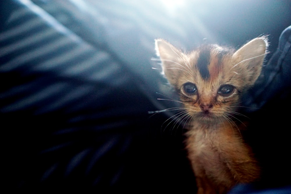 Fotografía de enfoque selectivo de gatito calicó