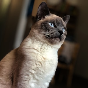 selective focus of Siamese cat