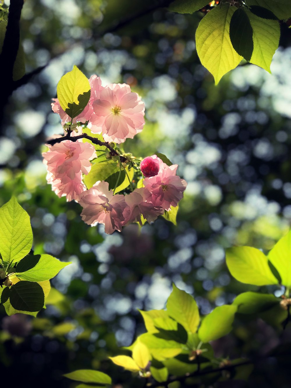 macro shot of pink flowers