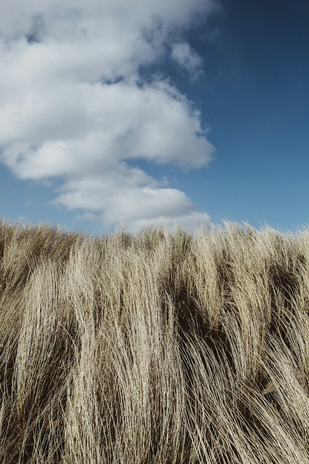 tall grass under cumulus clouds