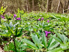 A lush carpet of vibrant green foliage with scattered purple wildflowers covers the ground. Tall trees form a dense backdrop, creating a natural and serene forest environment. The scene is bathed in soft, natural light, enhancing the fresh and lively atmosphere.