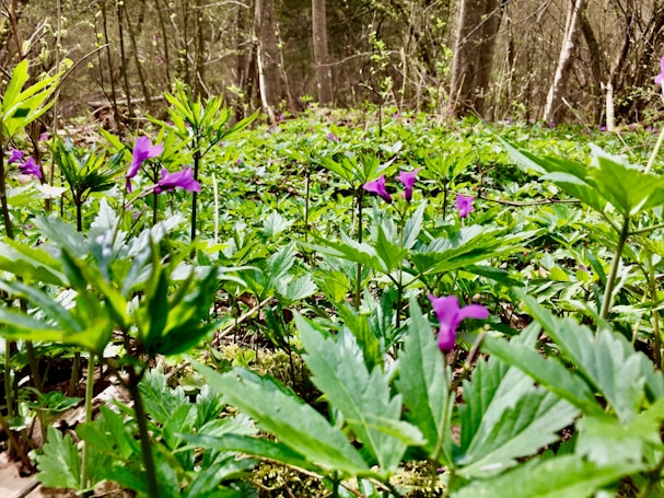 A lush carpet of vibrant green foliage with scattered purple wildflowers covers the ground. Tall trees form a dense backdrop, creating a natural and serene forest environment. The scene is bathed in soft, natural light, enhancing the fresh and lively atmosphere.