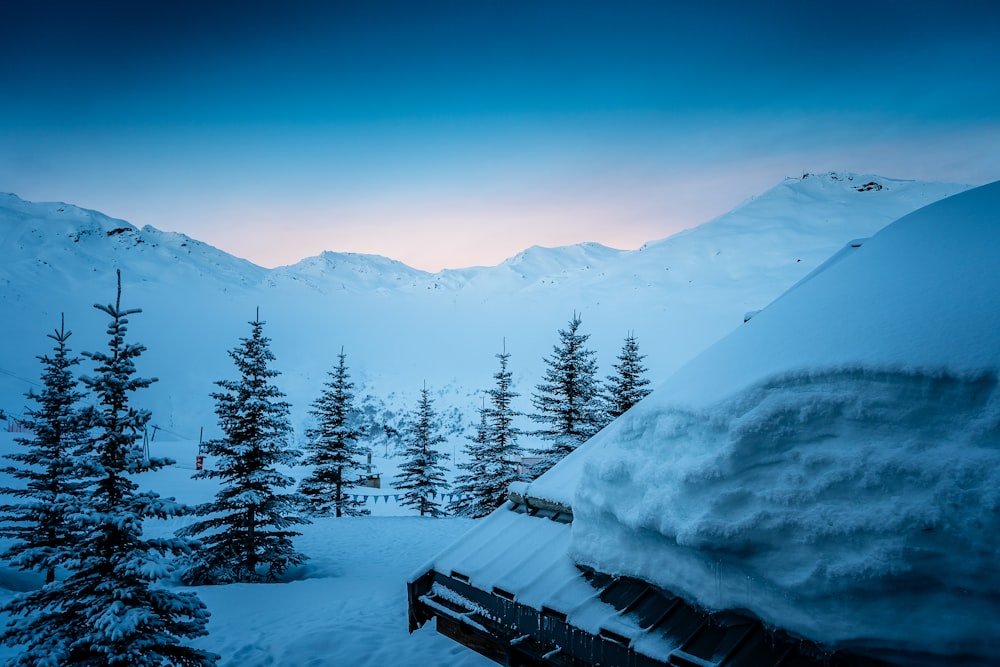 landscape photo of pine tree