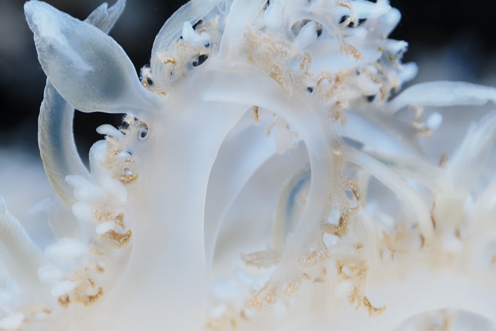 a close up view of a white flower