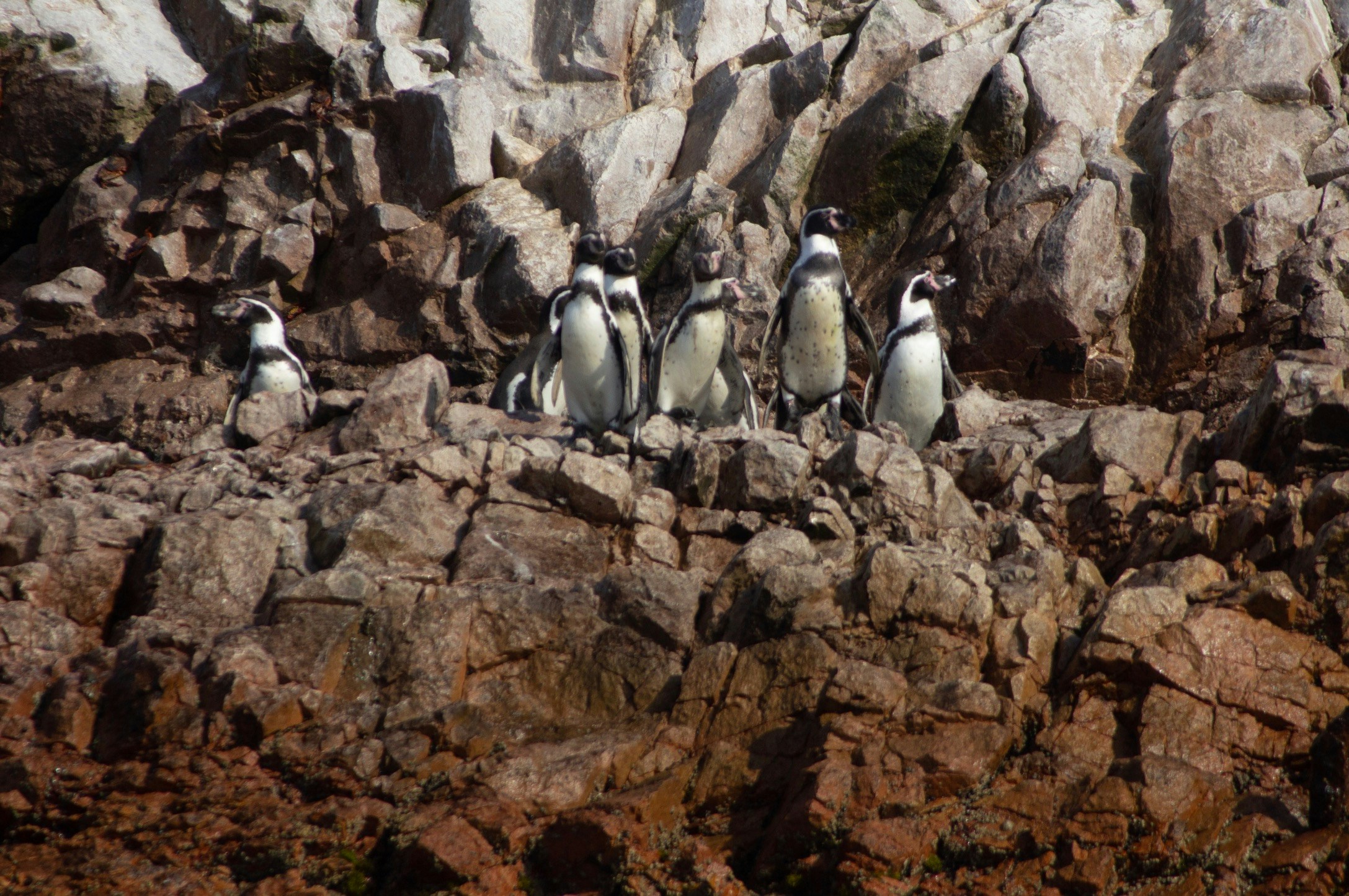 black and white penguins standing on brown boulders during daytime, Penguins of the Chincha Islands
