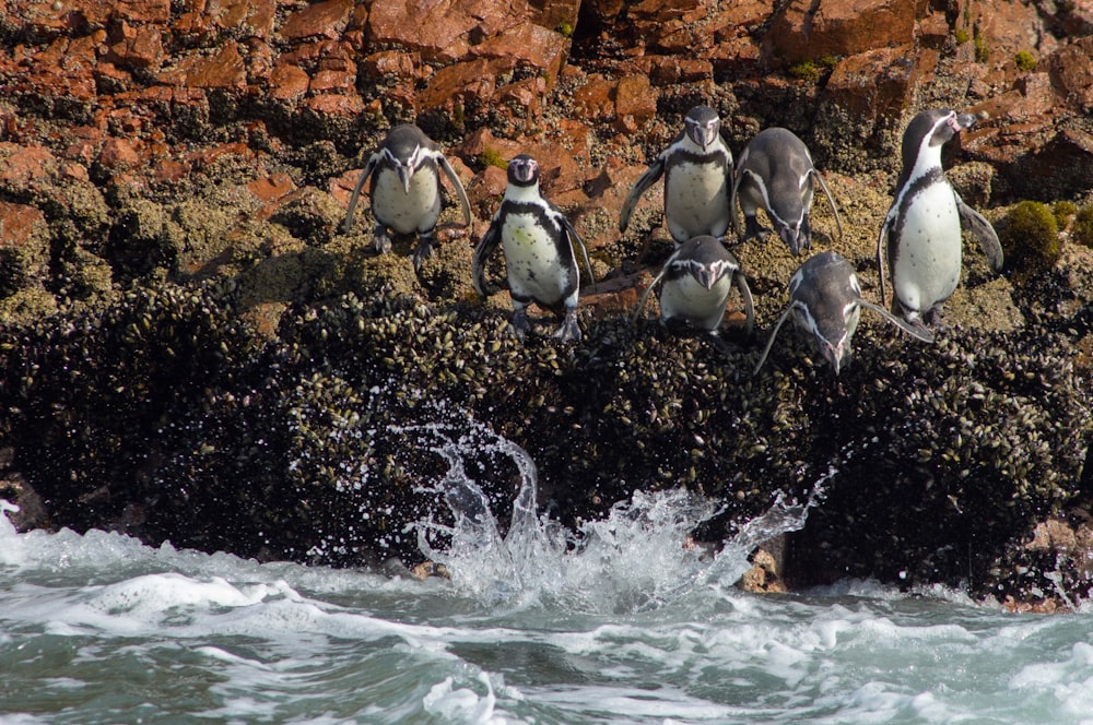 penguin diving in water