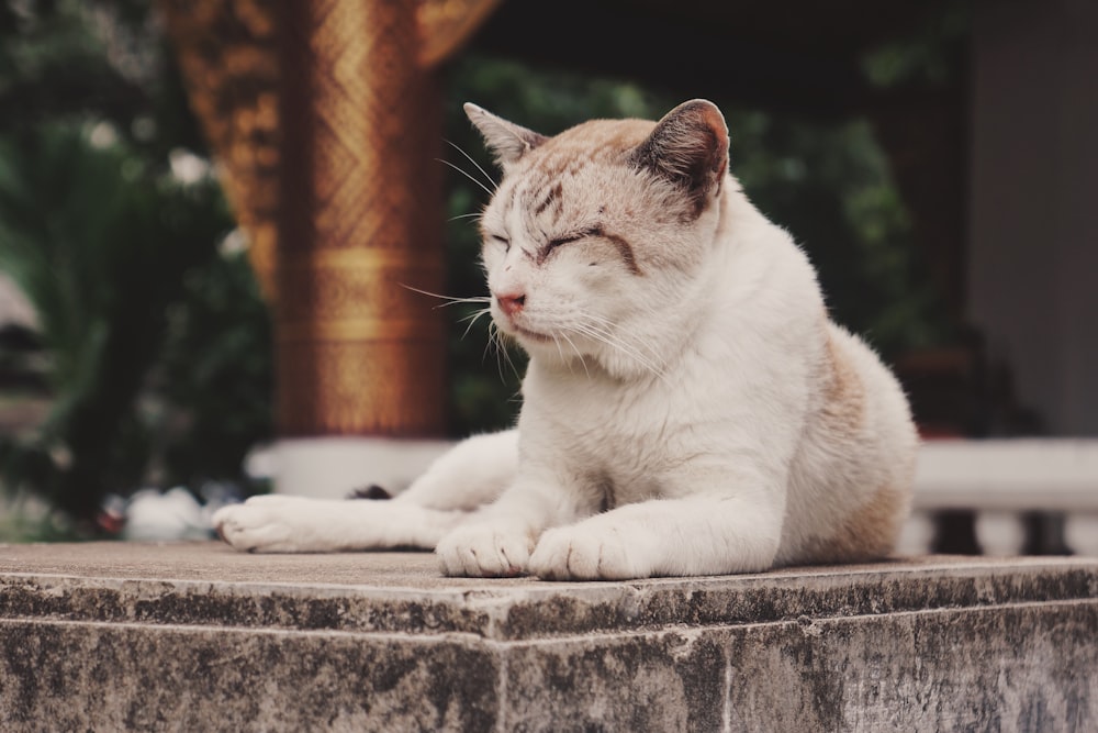 white and beige cat resting on concrete slab