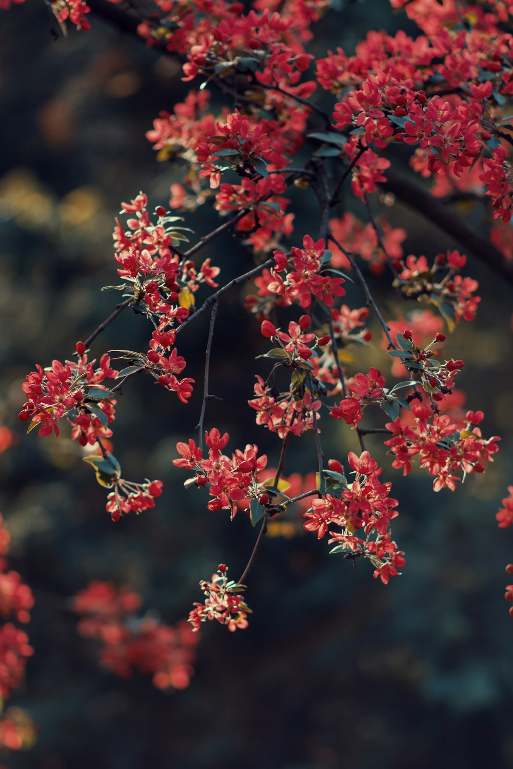500+ Flower Tree Pictures [HD] | Download Free Images on Unsplash