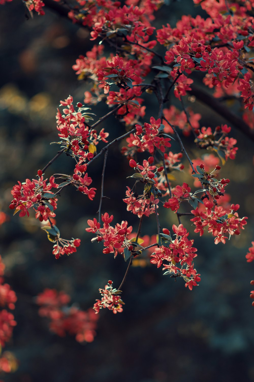 赤と緑の葉の植物