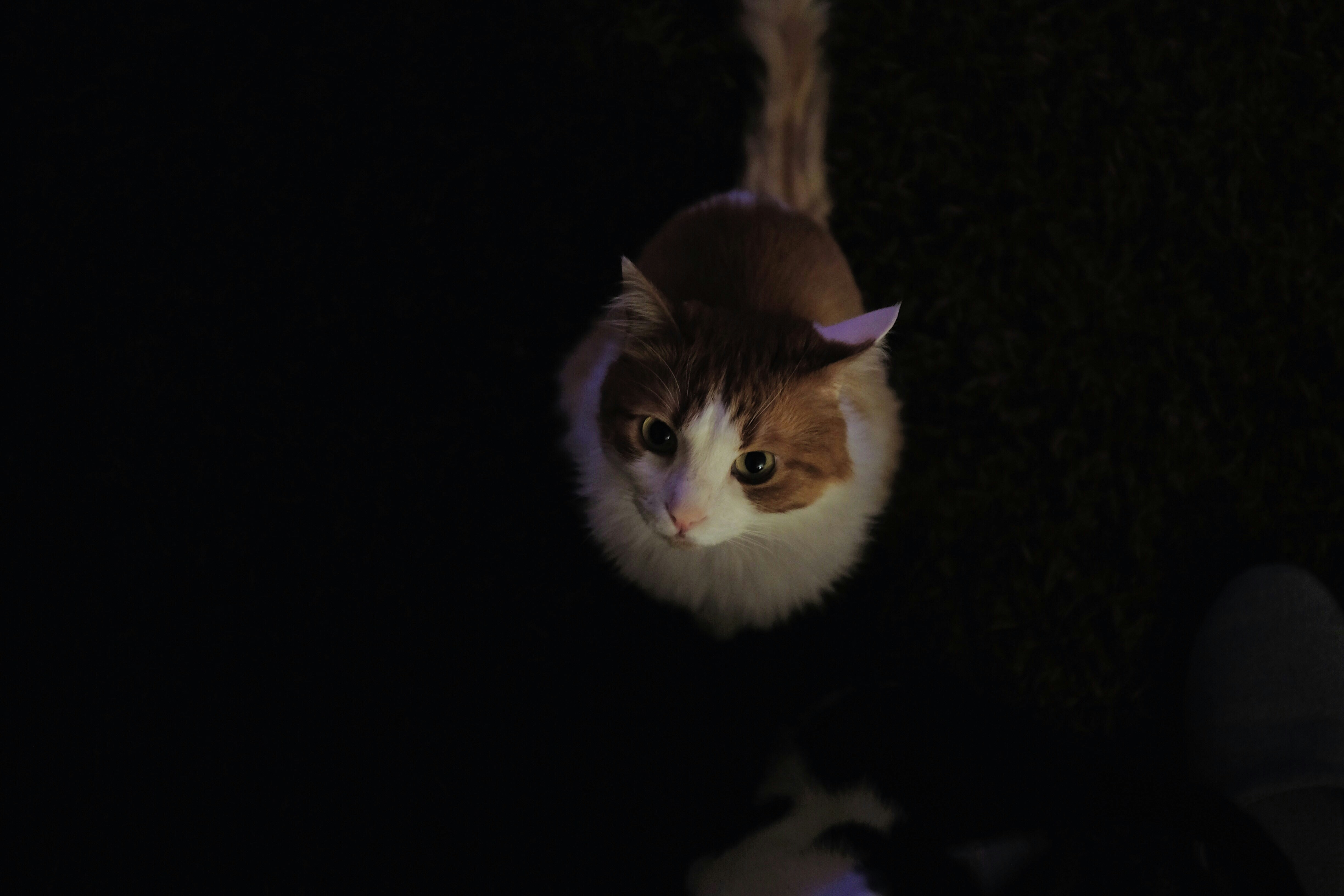 龙猫电影