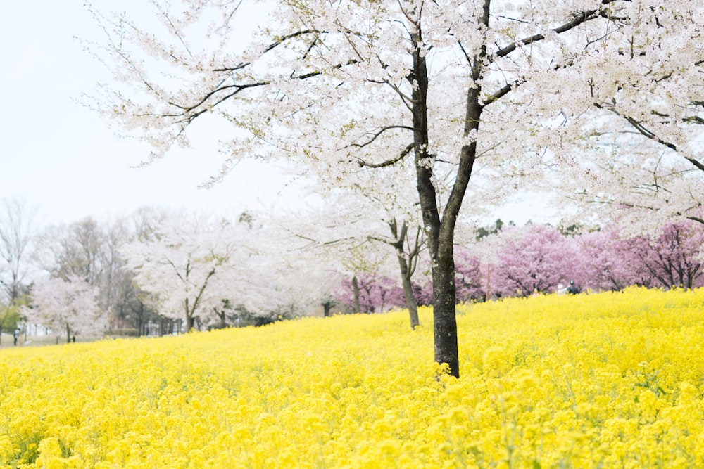 fleurs jaunes en fleurs