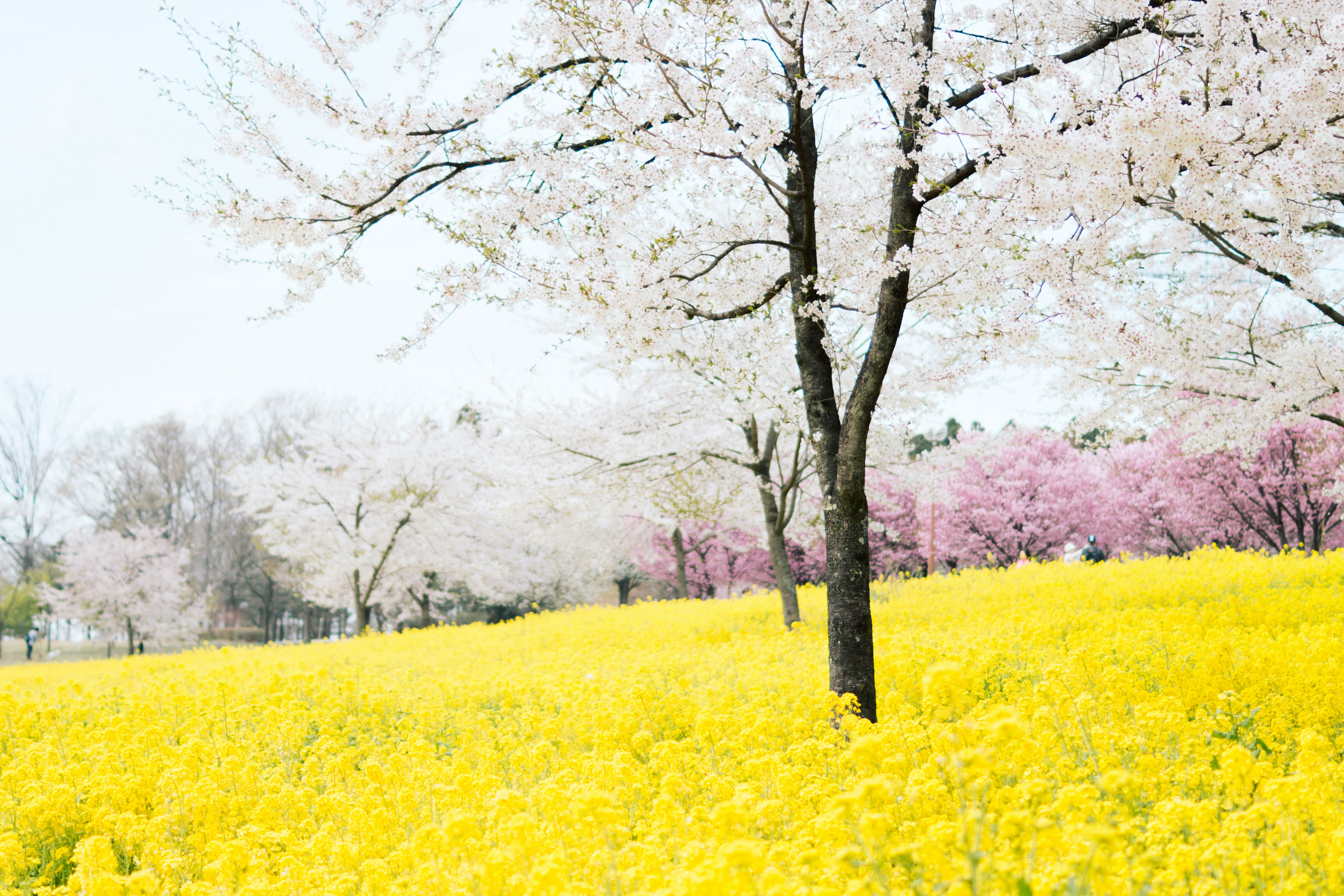 yellow flowers in bloom