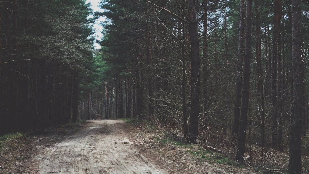 gray walkway surrounded by green trees