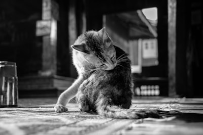 A cat is grooming itself, seated on a textured surface. The setting appears to be indoors with beams of sunlight streaming in, creating shadows and contrasts. A cup or glass is visible on the left side.