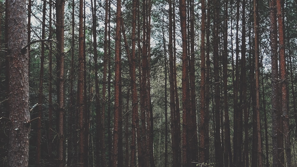 green trees and brown trunks