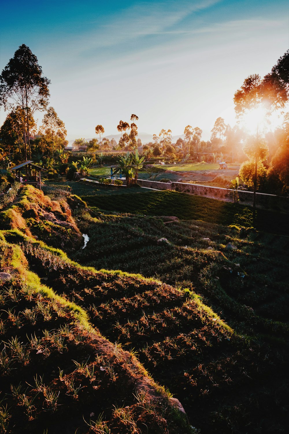 rice field with sunray