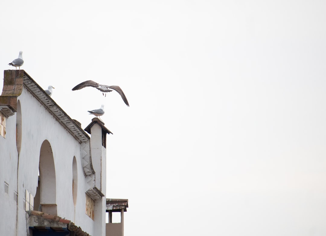 bird near white building