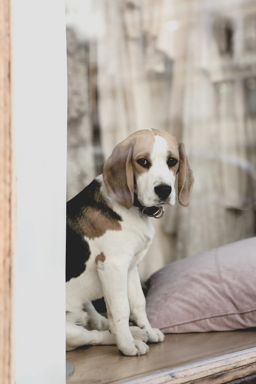 Perro Beagle adulto sobre superficie de madera marrón