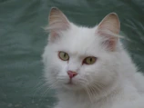 A fluffy cat with a vibrant pink bow tie looking curiously at the camera indoors.