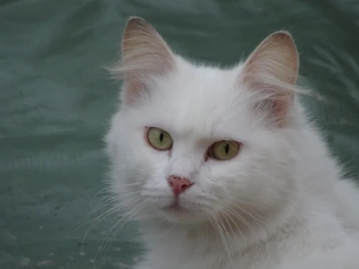 A fluffy cat with a vibrant pink bow tie looking curiously at the camera indoors.