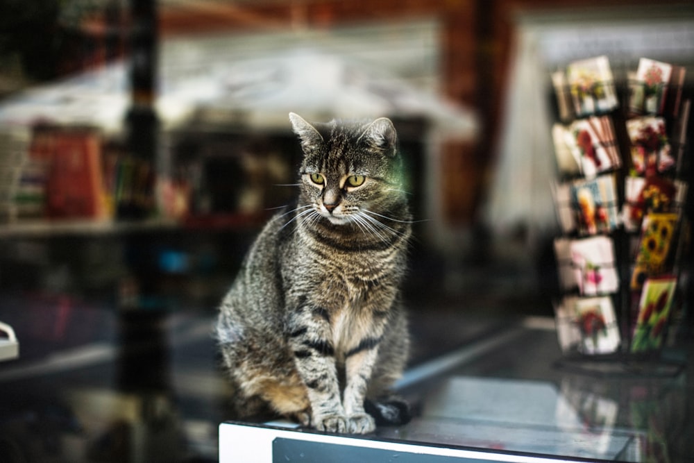 a cat sitting on top of a window sill