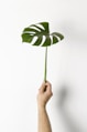 person holding green leaf