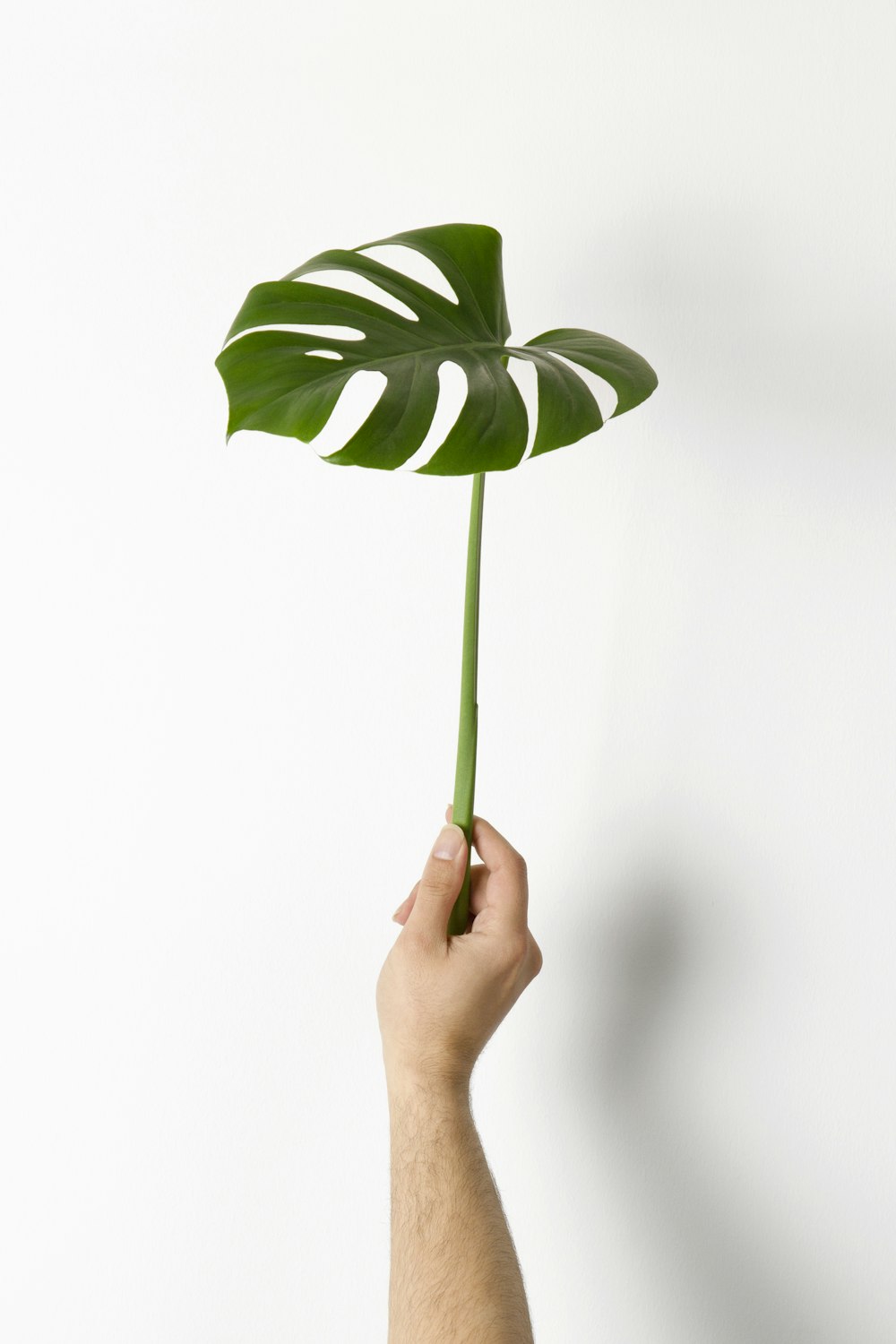 person holding green leaf