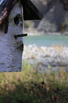 A rustic birdhouse made of birch wood with a small entrance hole and perch. The background features a blurred view of a scenic natural environment with a river and foliage.