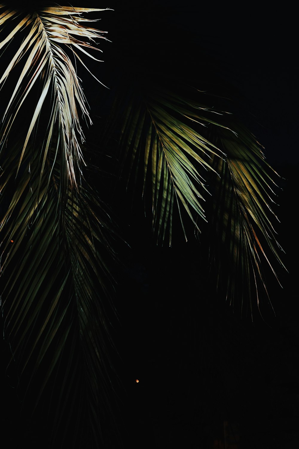palmier vert