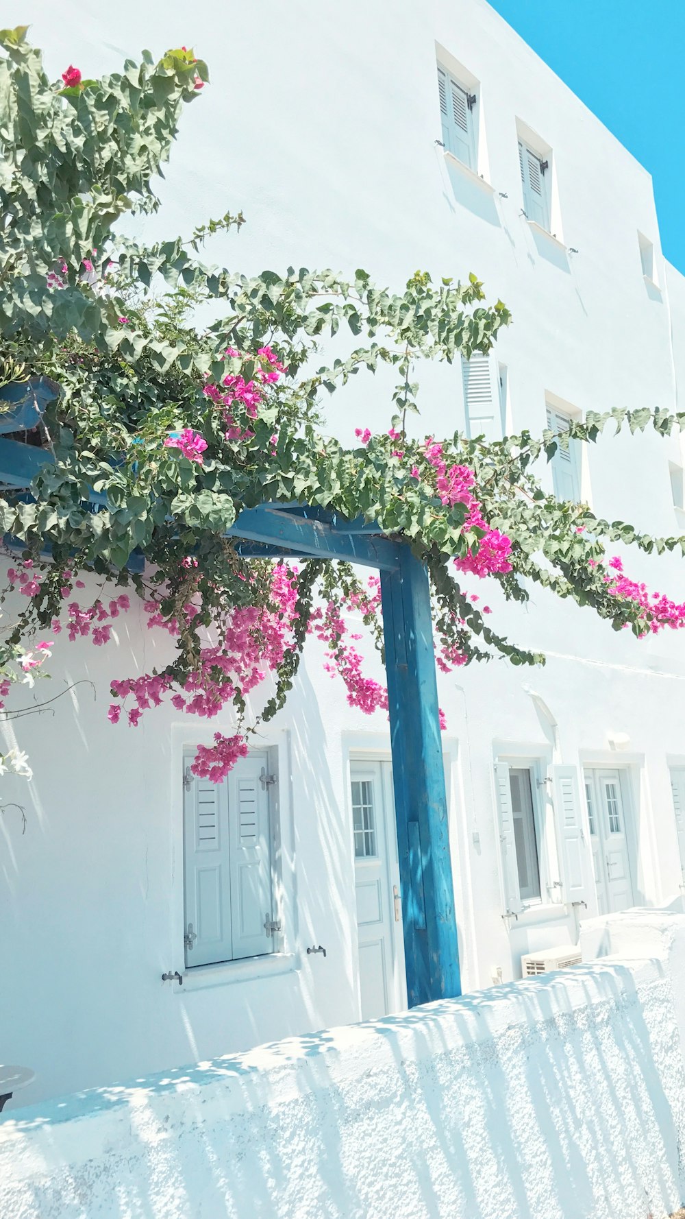 pink petaled flowers