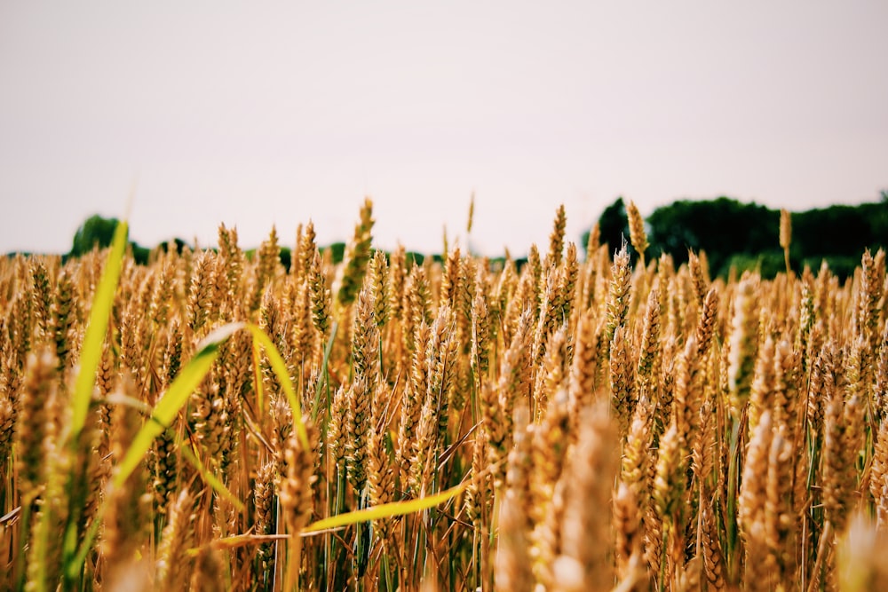 Fotografia de profundidade de campo de trigo