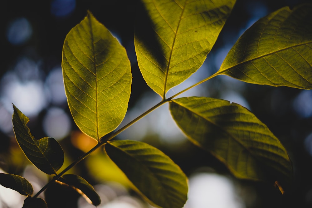 closeup photo of leaf tree