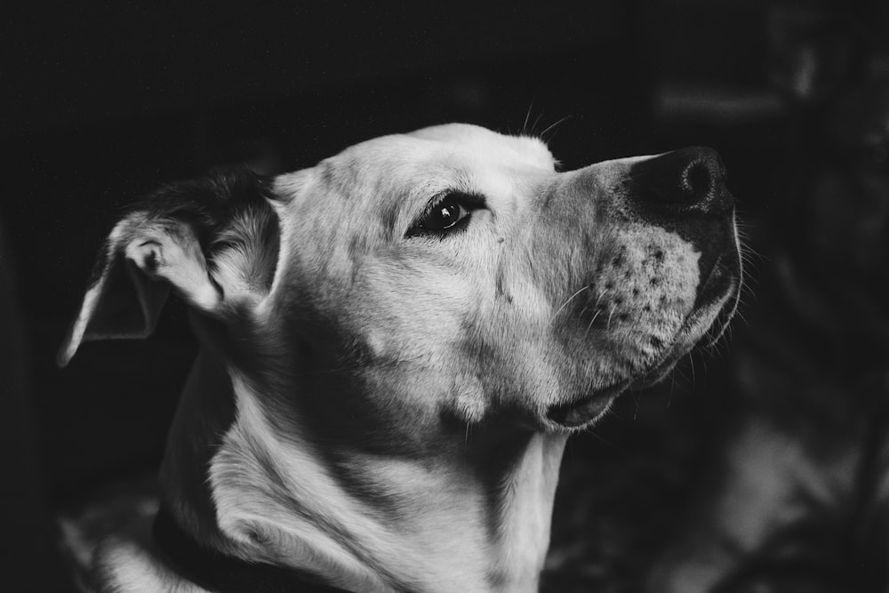 Graustufenfotografie eines kurzhaarigen Hundes