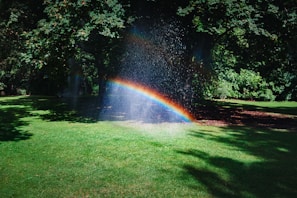 Rainbow surrounded by trees