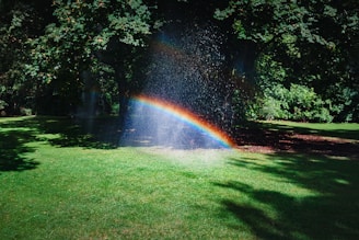 Rainbow surrounded by trees