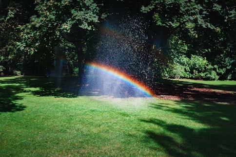 Rainbow surrounded by trees