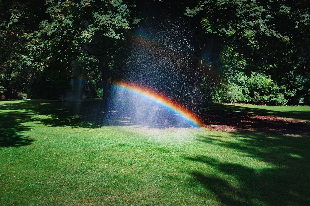 Regenbogen umgeben von Bäumen