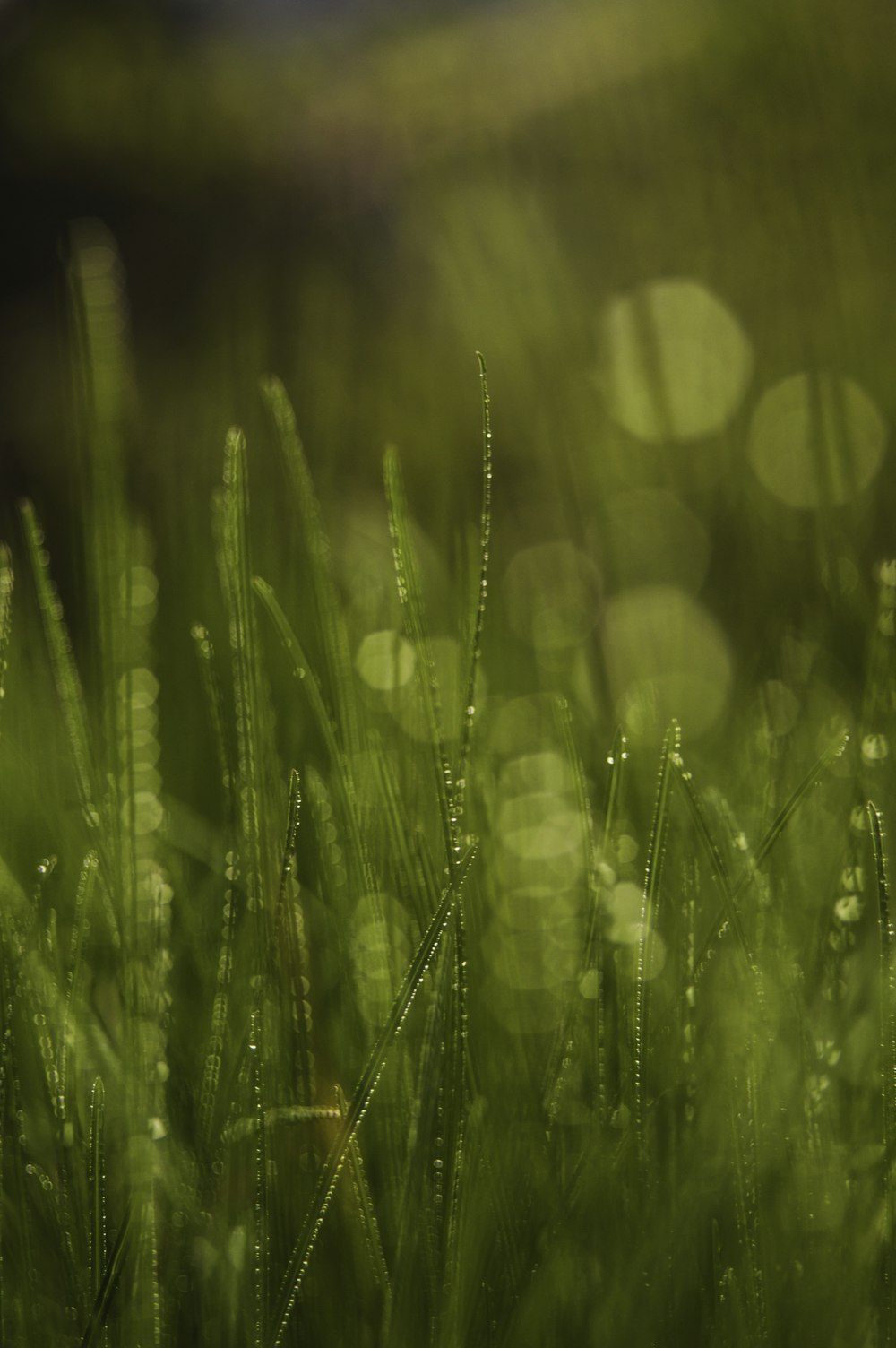 close up photography of green leafed plants