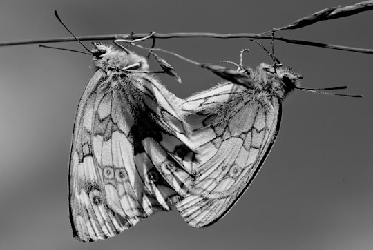 two butterflies in Bernwood Forest United Kingdom