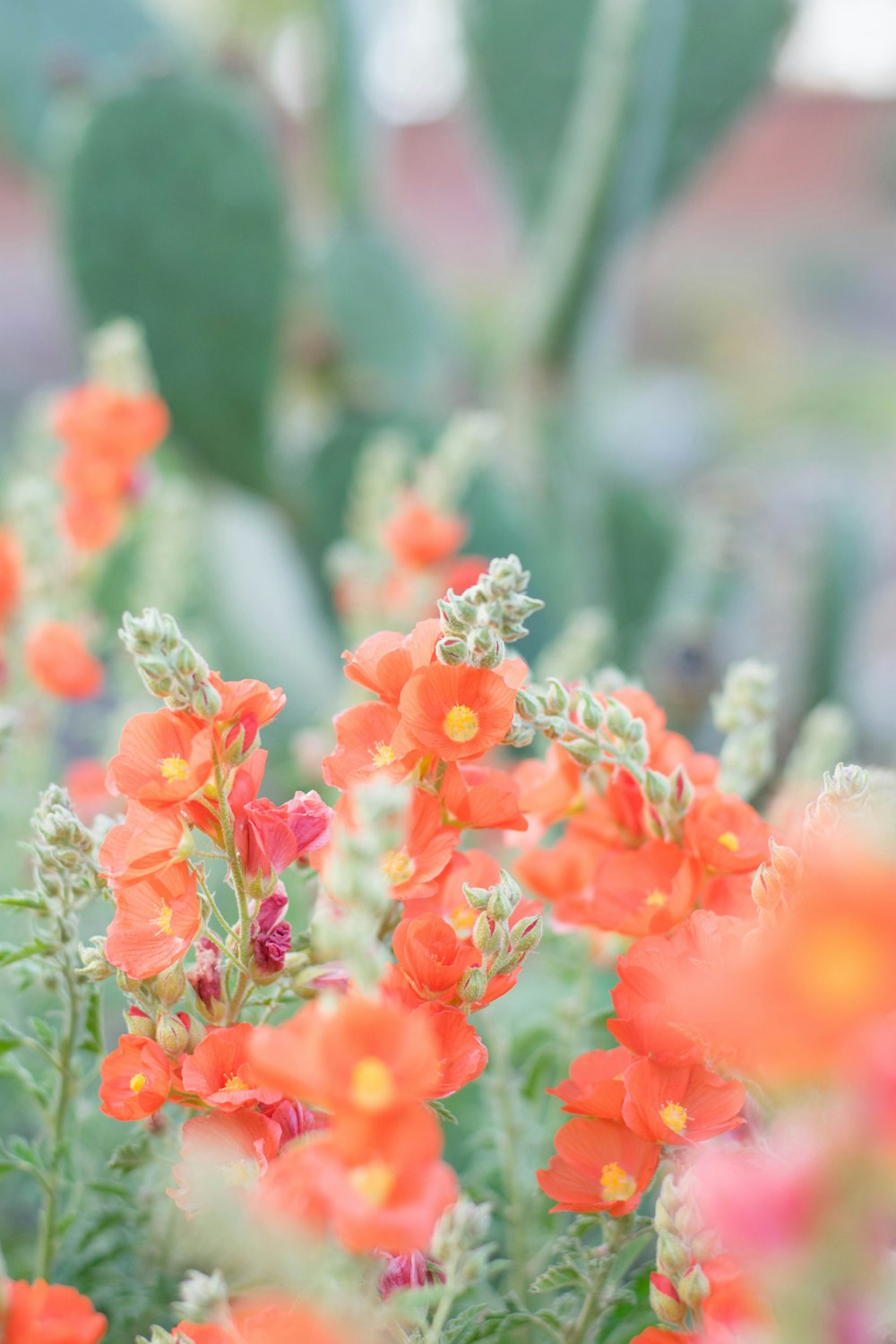 Fotografia a fuoco selettiva di un fiore dai petali d'arancio