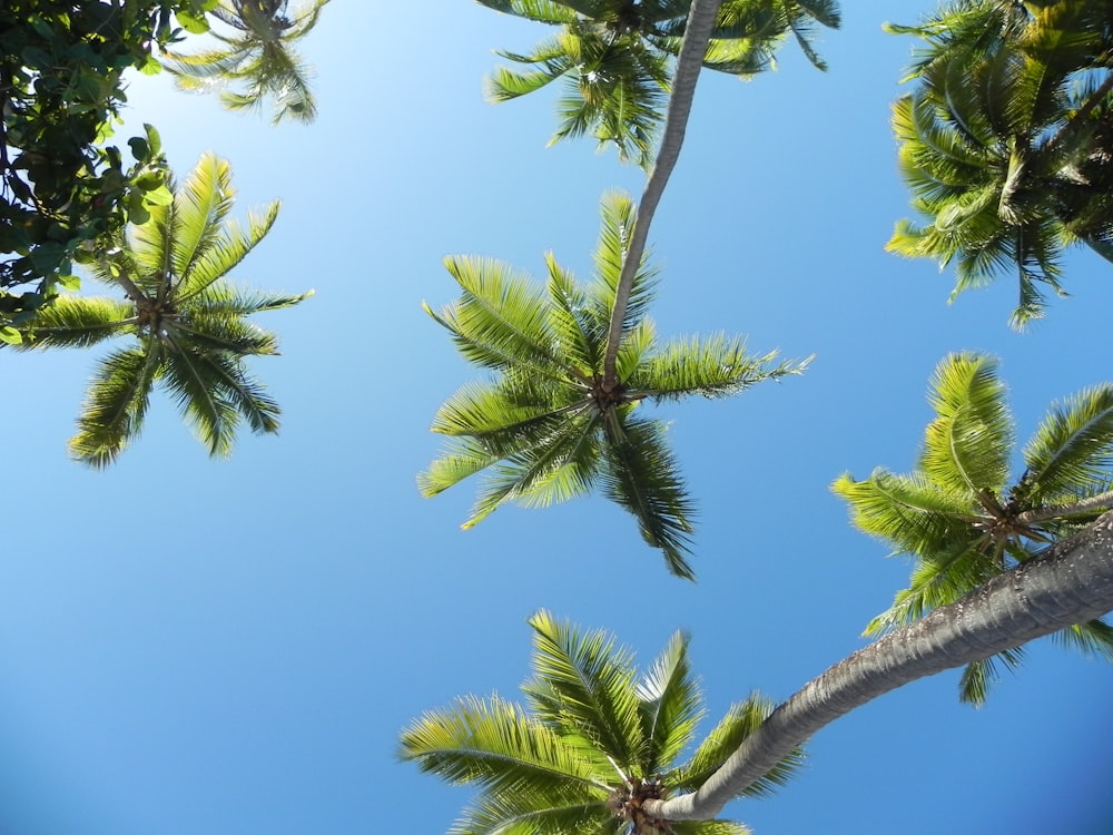 worm's eye view of coconut palm trees
