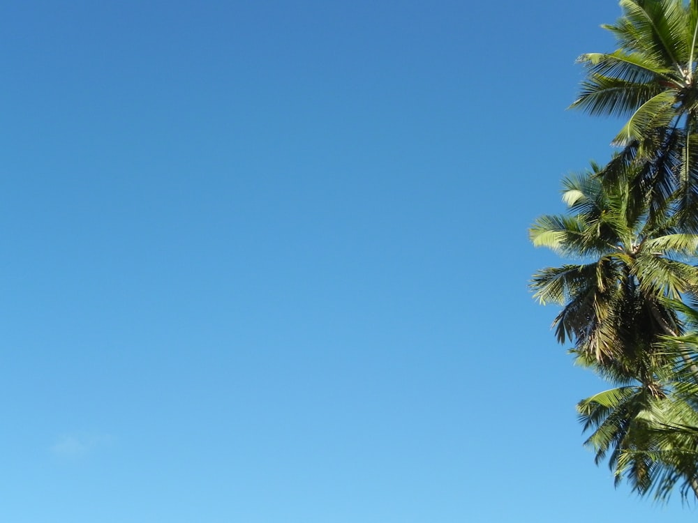 worm's-eye view photography of green coconut palms