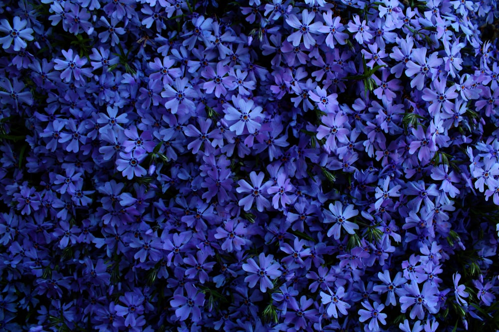 photo of blue petaled floweres
