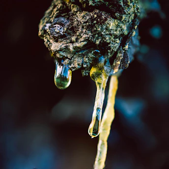 A close-up of fresh rubber latex dripping from a tapped rubber tree in Côte d'Ivoire.