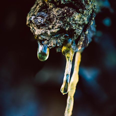 Close-up of fresh rubber tree latex dripping from a tapped rubber tree in a lush plantation.