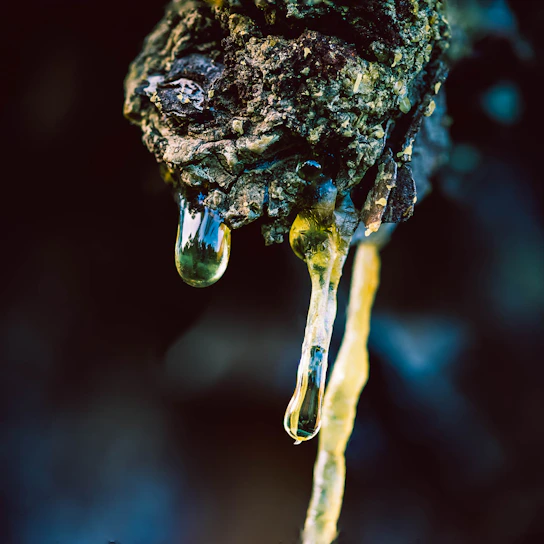 Close-up of a rubber tree farm with fresh latex dripping from the bark under natural sunlight.