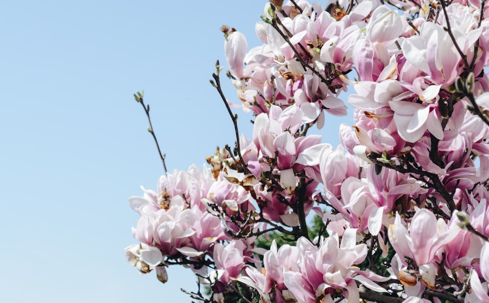 cherry blossom tree