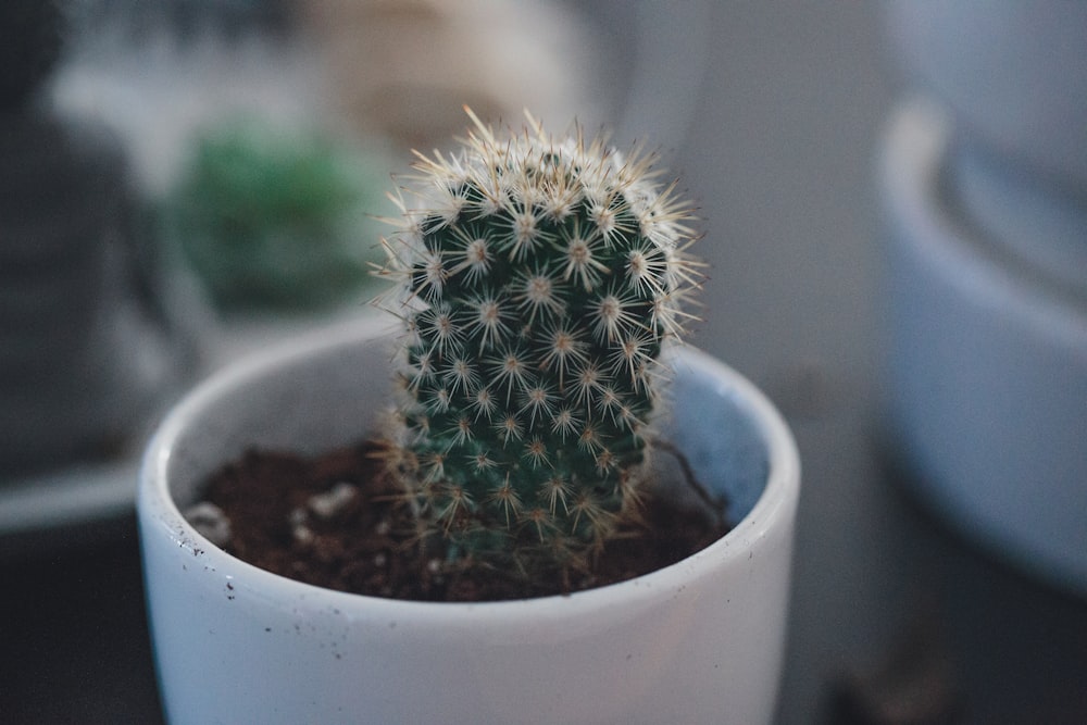 closeup photo of cactus plant