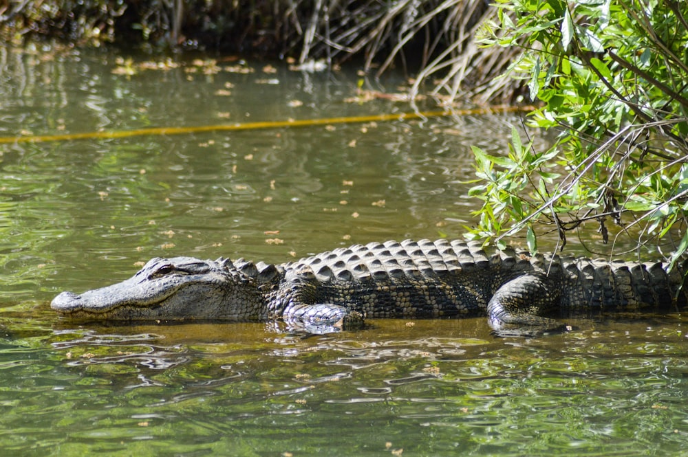 alligator sur le lac