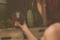 A person with reddish-brown hair is holding a small potted succulent plant labeled with a white tag. The plant is in a red pot, and the person's hand is visible as they place or take the pot from a wooden crate. In the background, there are other green plants, including a tall cactus, enhancing the natural and relaxed setting.